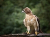 Red-tailed hawk (1 of 1Red tail hawk_DSC3267-Edit-Edit