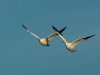 Snow geese pair (1 of 1_DSC2220-Edit
