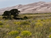 Dunes and wildflowers (1 of 1_DSC2752-Edit