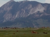 Crested Butte Cattle