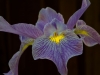 Purple-lily_DSC0575-web