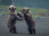 Bear-116-cub-fight2-1-of-1_DSC2398-Enhanced-NR-Edit