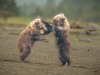 Bear-cub-fight3-1-of-1_DSC2361-Enhanced-NR-Edit-Edit