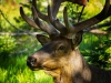 Bull elk (1 of 1Bull Elk_DSC1189-2-Edit