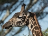 Giraffe head-5614