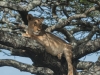 Lion in tree2-6044