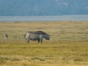 Rhino2-8218