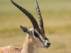 Thompson gazelle-7513