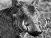 Warthog portrait-