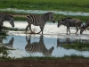 Zebra and wildebeast2-4080