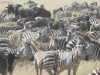 Zebras-6999