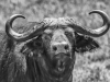 buffalo b&w-