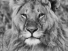 lion portrait-
